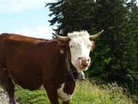Rencontre bovine