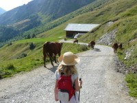 Rencontre bovine