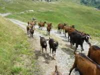 Embouteillage caprin